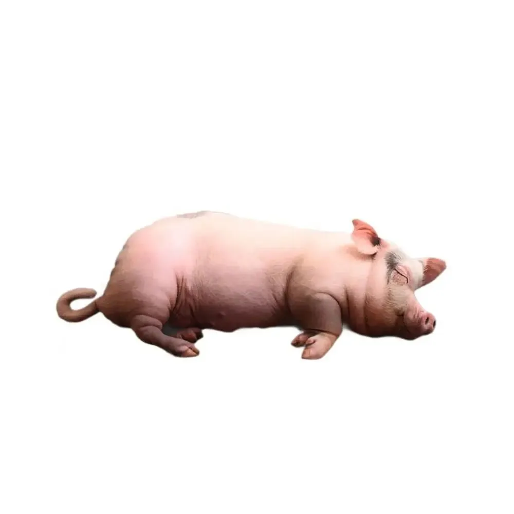 Plush Material Animal Body Pillow 40cm Size PP Cotton Filled Animal Cushion Doll Toys Cute Design Soft Texture Pig Keychain — image 6